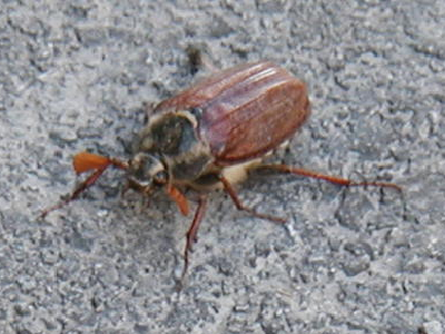 Maikäfer im April