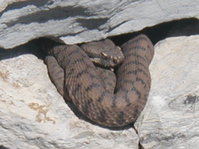 Aspisviper